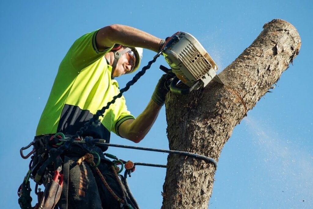 Tree Removal in Sydney