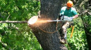 Tree Removal in Sydney: What Licences and Insurance Should You Require?