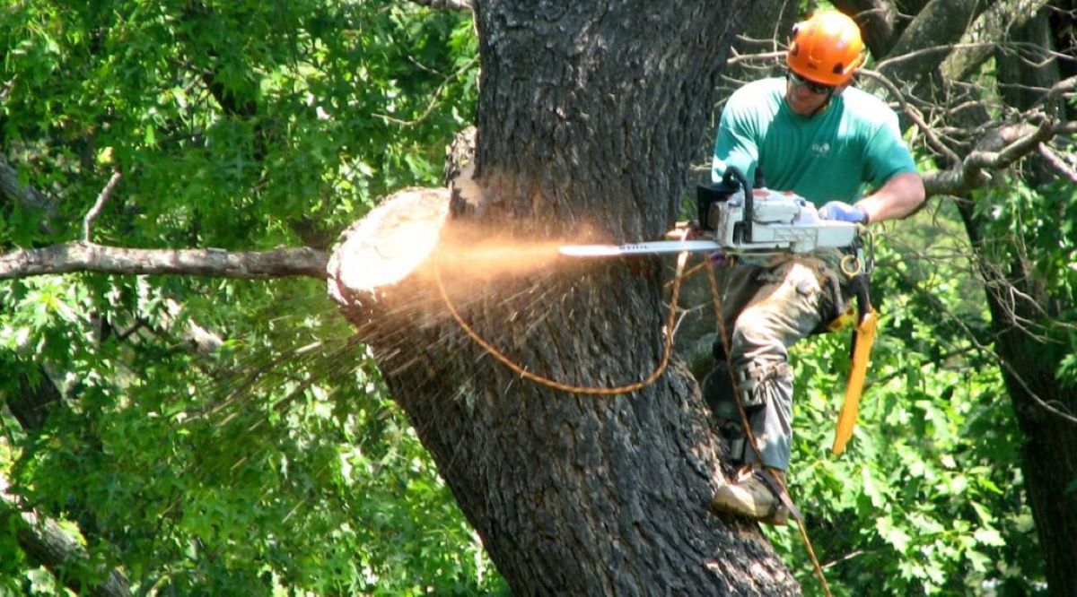 Tree Removal in Sydney